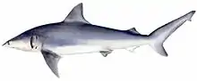 Finetooth shark (Carcharhinus isodon)