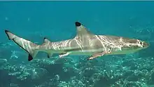 Blacktip reef shark (Carcharhinus melanopterus)