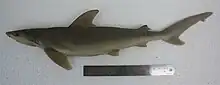 Blackspot shark (Carcharhinus sealei)