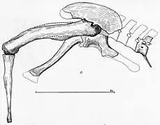 Pelvis and left hindlimb of IPHG 1922 X46 (destroyed).