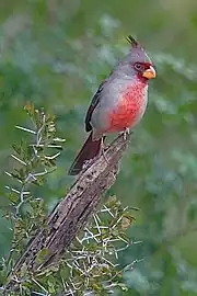 Male in Roma, Texas