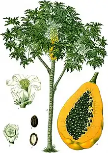 Papaya from Hawaiʻi is almost exclusively from Puna.