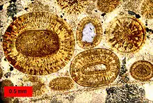 Thin-section of a biooosparite with calcitic ooids and sparry calcite cement; Carmel Formation, Middle Jurassic, of southern Utah, USA.