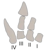 Drawing of the hand bones