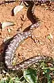 Carpet python (Morelia spilota mcdowelli) digesting a meal at Toonumbar National Park