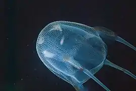 Box jellyfish Carybdea branchi (Cubozoa)