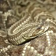 Crotalus durissus