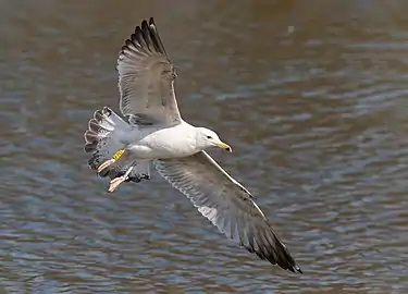 adult in flight