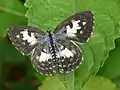 Female upperside, Kerala, India