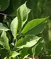 U. castaneifolia leaves, Sir Harold Hillier Gardens, UK