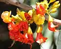 Castanospermum australe flower