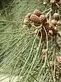 Pistillate catkins of Casuarina