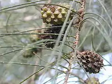 Mature female cones