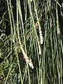 Branchlets and male spike