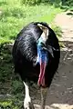 Southern Cassowary