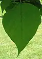 Closeup of a leaf