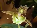 Catasetum fimbriatum