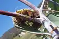 An emperor gum moth caterpillar spinning its cocoon