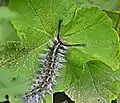 Caterpillar on a leaf