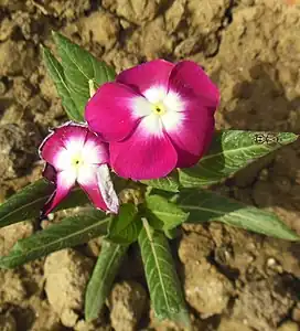 Pacifica Burgundy Halo – Madagascar Periwinkle