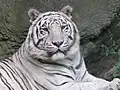 White tiger