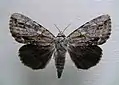 Catocala angusiAngus' underwing