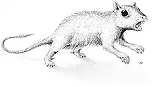 Drawing of Catopsbaatar, resembling a squirrel