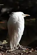 Cattle egret (Bubulcus ibis)