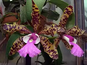 Cattleya aclandiae