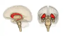 Caudate Nucleus in red