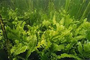 A field of C. taxifolia amongst seagrass