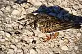 Ruddy turnstone