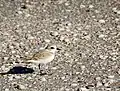 Little sanderling