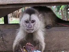 Wedge-capped capuchin