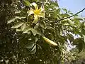 Ceiba speciosa in Lahore