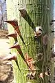 Ceiba tree at O Parks, WildLife, and Recreation, El Ostional, Nicaragua