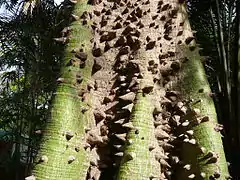 Thorny buttress roots and trunk base