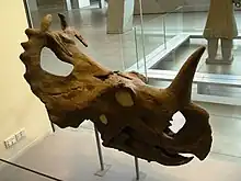 Centrosaurus skull