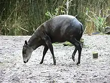 Black bovid