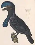 Illustration from “Nouveau recueil de planches coloriées d'oiseaux”