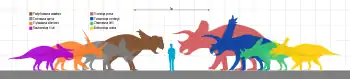 Silhouette of a man next to silhouettes of ceratopsid dinosaurs. The tallest, Triceratops, is about twice as tall and the shortest, Nasutoceratops, is about the same height