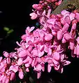 Cercis siliquastrum flowers on a mature branch