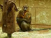 Brown monkey and baby