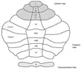 Lobules of the vermis.