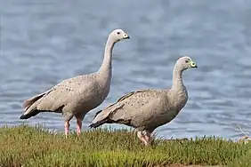 Pair, Orielton Lagoon