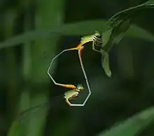 Mating damselflies in heart position