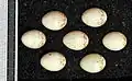 Eggs, Collection Museum Wiesbaden