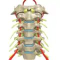 Anterior view of cervical spine showing the vertebral arteries along with the spinal nerves. See this in 3d here.