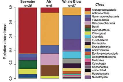 Relative abundance of bacterial classes from whale blow, air and seawater samples.