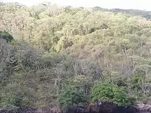 Trinidad and Tobago dry forest on Chacachacare showing the dry-season deciduous nature of the vegetation